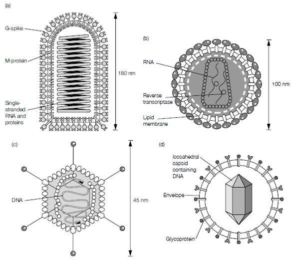 1709_Virus-Structure 1.png